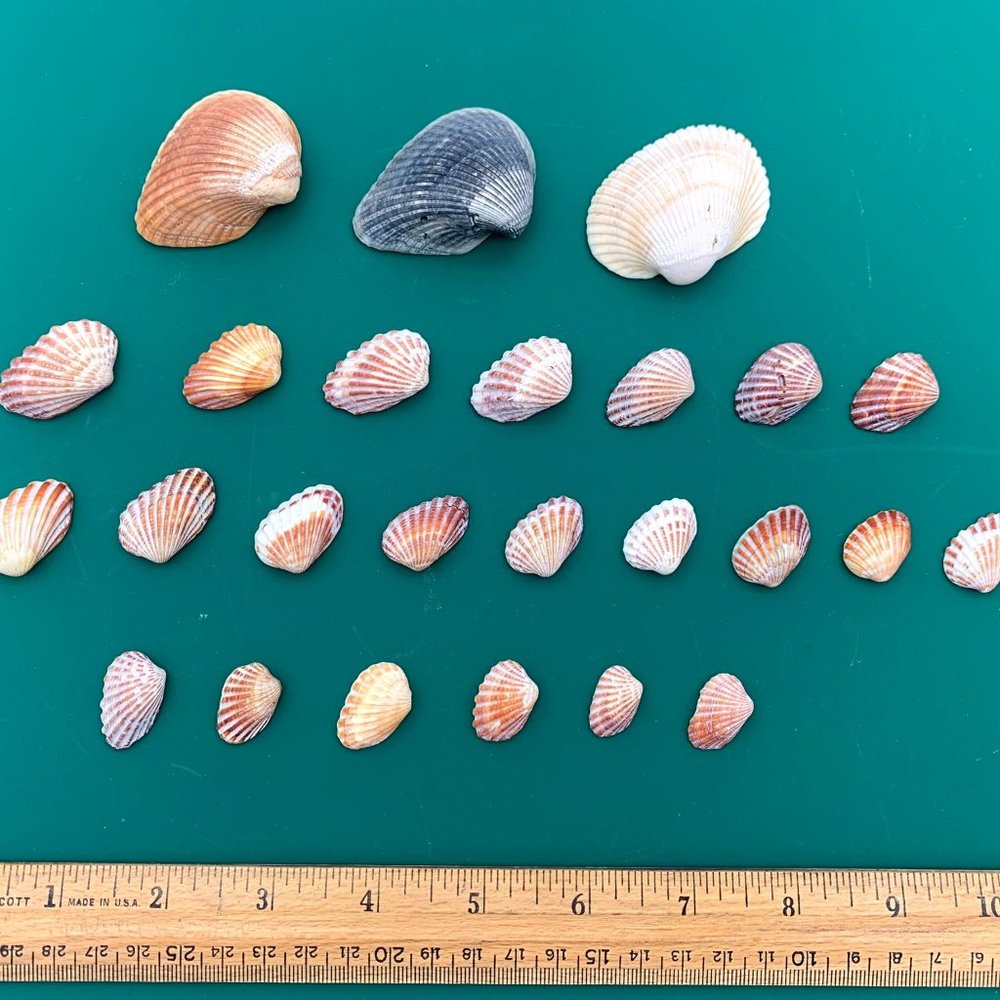 25 Vintage Cardita Cockle Sea Shells Beach Art Crafts Jewelry